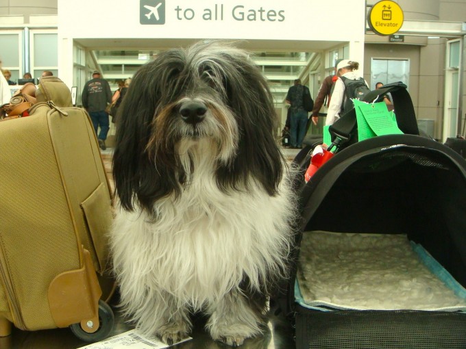 Tips For Traveling With Pets By Plane