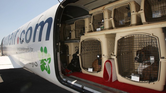Get them To The Vet Soon After Arrival
